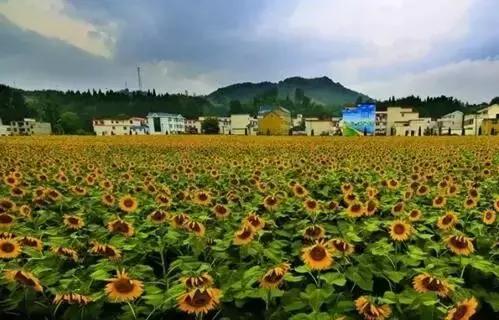 創(chuàng)客如何推動鄉(xiāng)村旅游轉(zhuǎn)型升級