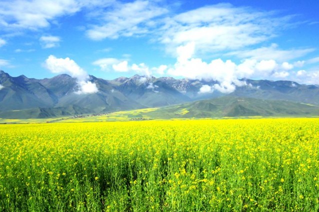 瑪琪雅朵花海餐廳