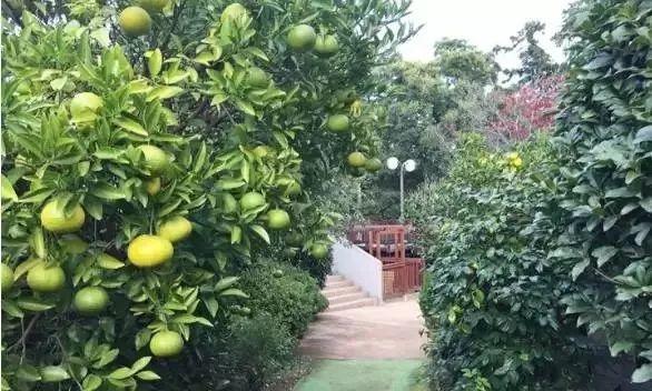 案例:3畝地上成功打造的農(nóng)業(yè)教育幼兒園