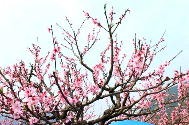 福安桃源山莊