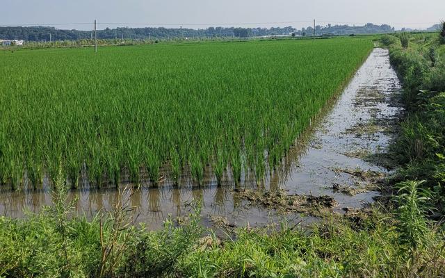 水田里空出一塊地 還能讓“鹮鹮”和村民都有飯吃