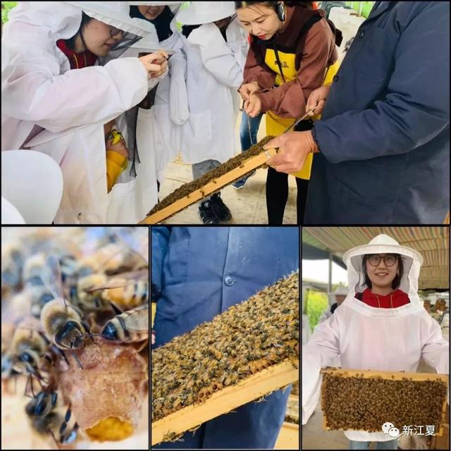 五一親子游探索蜜蜂的秘密，帶你解鎖“遛娃”新姿勢！