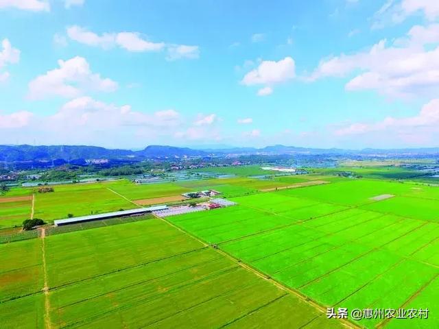 醉美仲愷:生態(tài)與智慧并重的未來