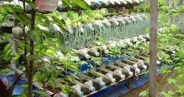 礦泉水瓶養(yǎng)花好寶貝，扦插、生根、種蔬菜都有用，方便又實用