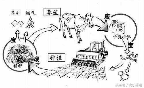 生態(tài)循環(huán)農(nóng)業(yè)，應(yīng)如何發(fā)展？