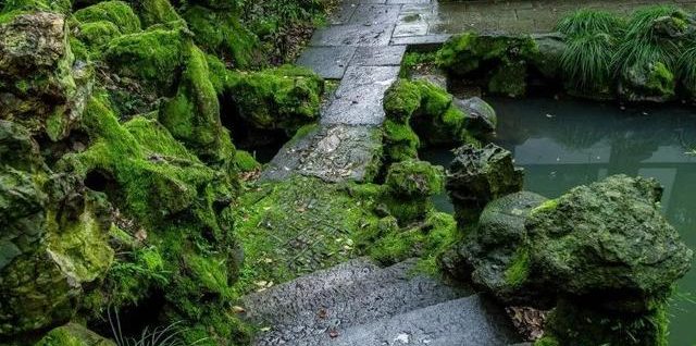 庭院養(yǎng)苔，順其自然