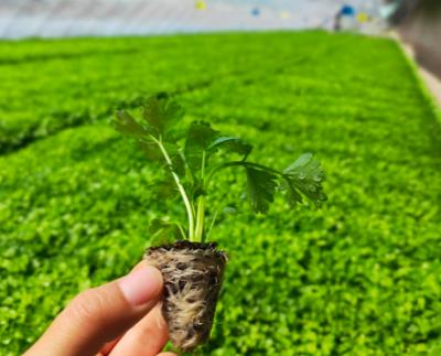 宅家種菜，等不來發(fā)芽？教您輕松成為“新農(nóng)人”