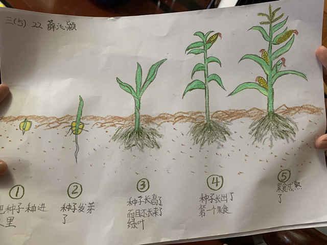 五谷不分四體不勤？NO！這些小學(xué)生不但會種，還會畫