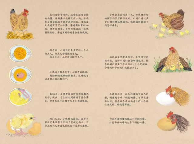 兔子節(jié)與養(yǎng)雞場(chǎng):帶著孩子一起在農(nóng)場(chǎng)體驗(yàn)探索與發(fā)現(xiàn)的樂(lè)趣 兔子節(jié)與養(yǎng)雞場(chǎng):帶著孩子一起在農(nóng)場(chǎng)體驗(yàn)探索與發(fā)現(xiàn)的樂(lè)趣