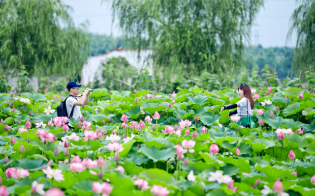 在中國，傳統(tǒng)農(nóng)業(yè)與鄉(xiāng)村旅游應(yīng)該怎樣交織融合？