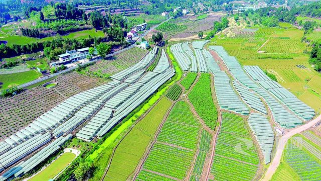 安徽出臺方案：禁止占用永久基本農(nóng)田從事林果業(yè)、挖塘養(yǎng)魚等