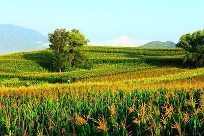 廣西賀州：本土特色農(nóng)業(yè)品牌發(fā)展問題有哪些？怎么解決？
