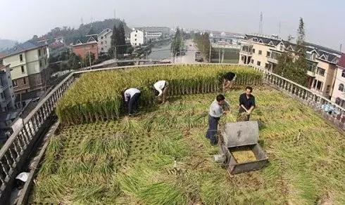 從立體農(nóng)業(yè)到垂直農(nóng)場，這就是未來農(nóng)業(yè)的樣子