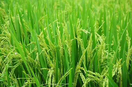 稻田生態(tài)循環(huán)農(nóng)業(yè)：長春市稻蟹種養(yǎng)面積達(dá)7.2萬畝，宿州市稻蟹每公斤賣到近200元