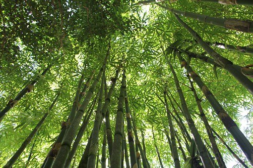 福建：尤溪完成首個社會化碳匯造林項目，三明“三多模式”營造碳中和林