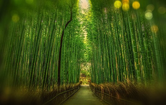 安徽鳳陽縣推進(jìn)林旅融合發(fā)展，四川青神推動(dòng)竹旅融合發(fā)展