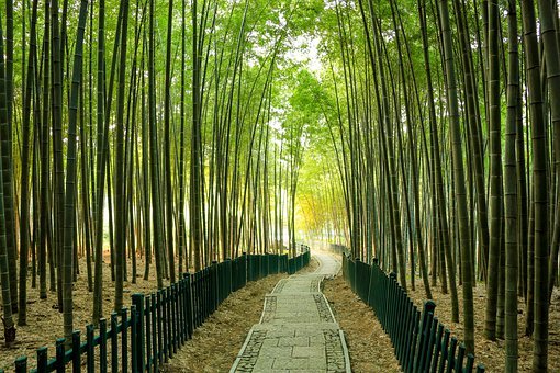 廣東印發(fā)森林旅游發(fā)展規(guī)劃，重慶推進(jìn)林業(yè)營商環(huán)境創(chuàng)新試點(diǎn)