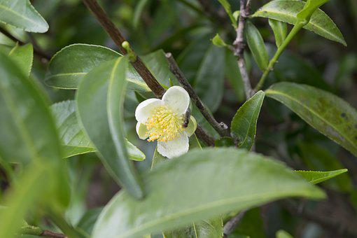 廣西擬擴大油茶種植規(guī)模，安徽潛山“五個一”機制推進(jìn)油茶產(chǎn)業(yè)發(fā)展