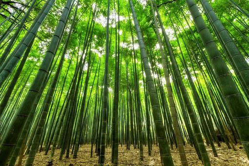 貴州推進(jìn)森林康養(yǎng)產(chǎn)業(yè)發(fā)展，安徽亳州探索林農(nóng)復(fù)合經(jīng)營模式
